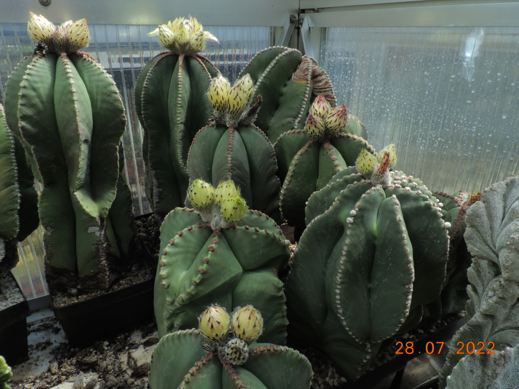 Cacti and Sukkulent in Köln, every day new flowers in the greenhouse Part 278 Bild9622