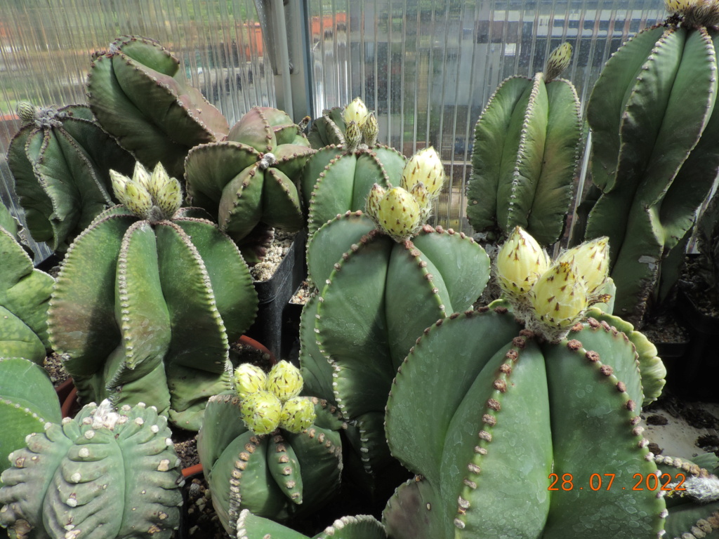 Cacti and Sukkulent in Köln, every day new flowers in the greenhouse Part 278 Bild9623