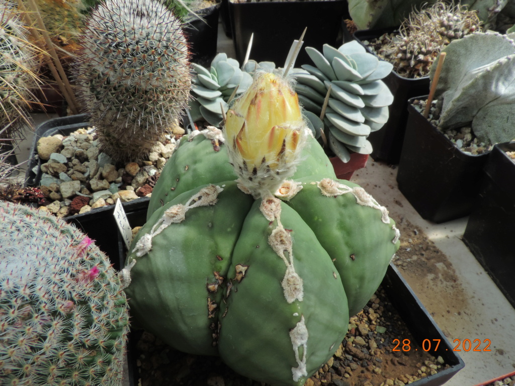 Cacti and Sukkulent in Köln, every day new flowers in the greenhouse Part 278 Bild9626