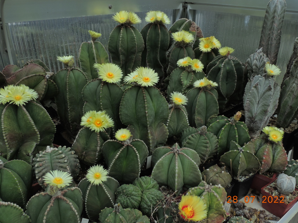Cacti and Sukkulent in Köln, every day new flowers in the greenhouse Part 278 Bild9629