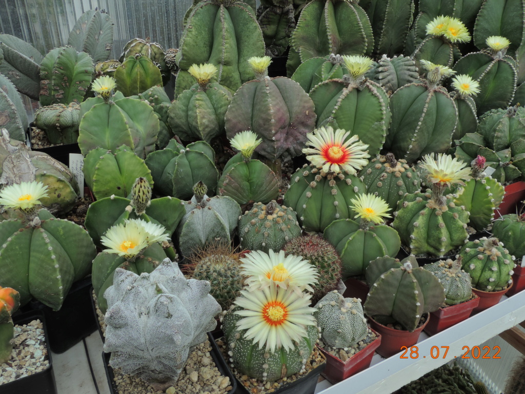 Cacti and Sukkulent in Köln, every day new flowers in the greenhouse Part 278 Bild9630