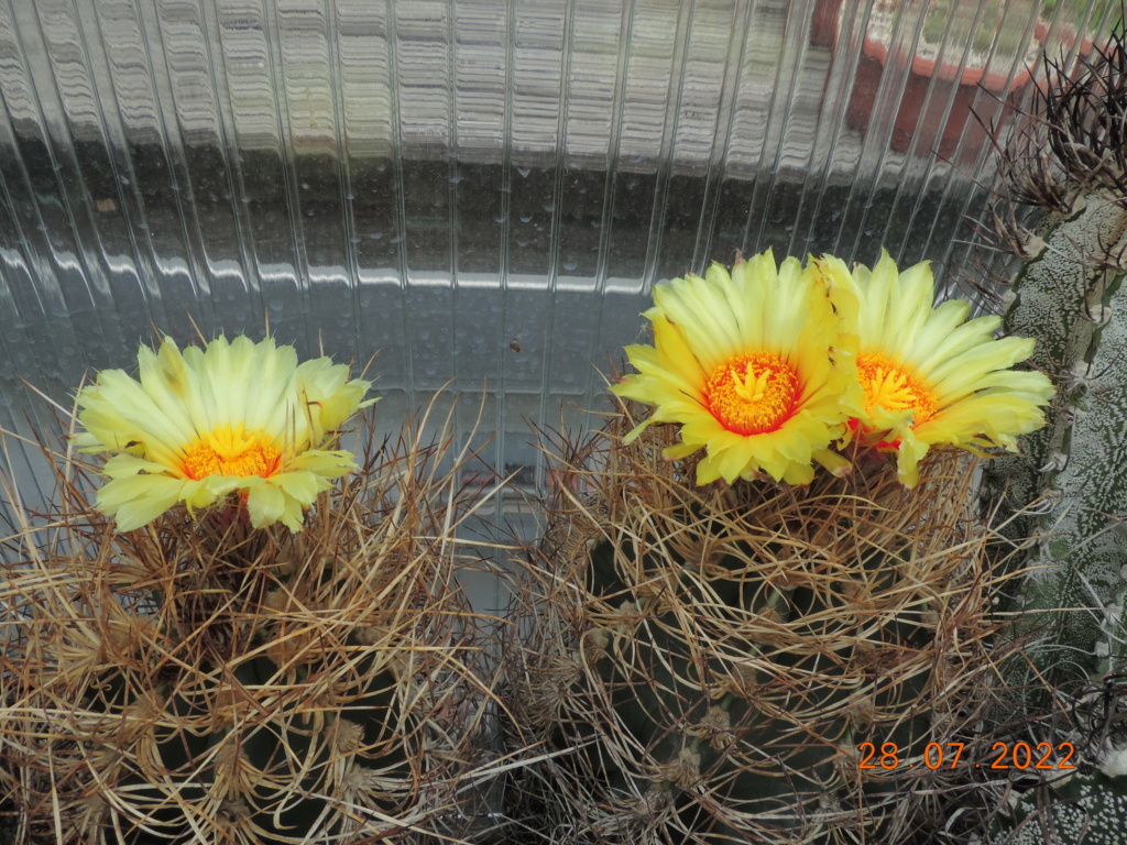 Cacti and Sukkulent in Köln, every day new flowers in the greenhouse Part 278 Bild9633