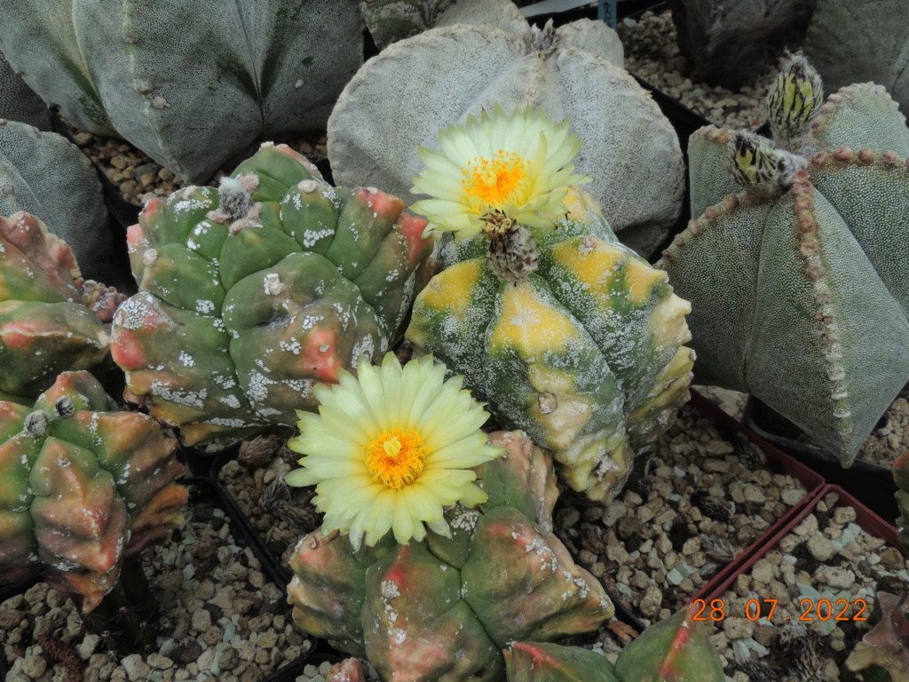 Cacti and Sukkulent in Köln, every day new flowers in the greenhouse Part 278 Bild9634