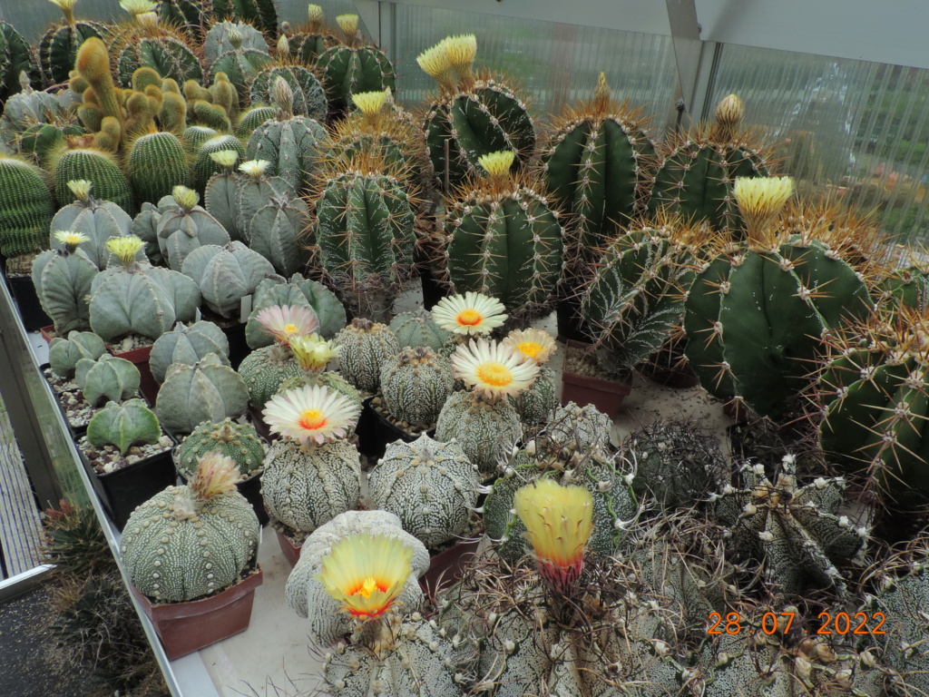 Cacti and Sukkulent in Köln, every day new flowers in the greenhouse Part 278 Bild9638