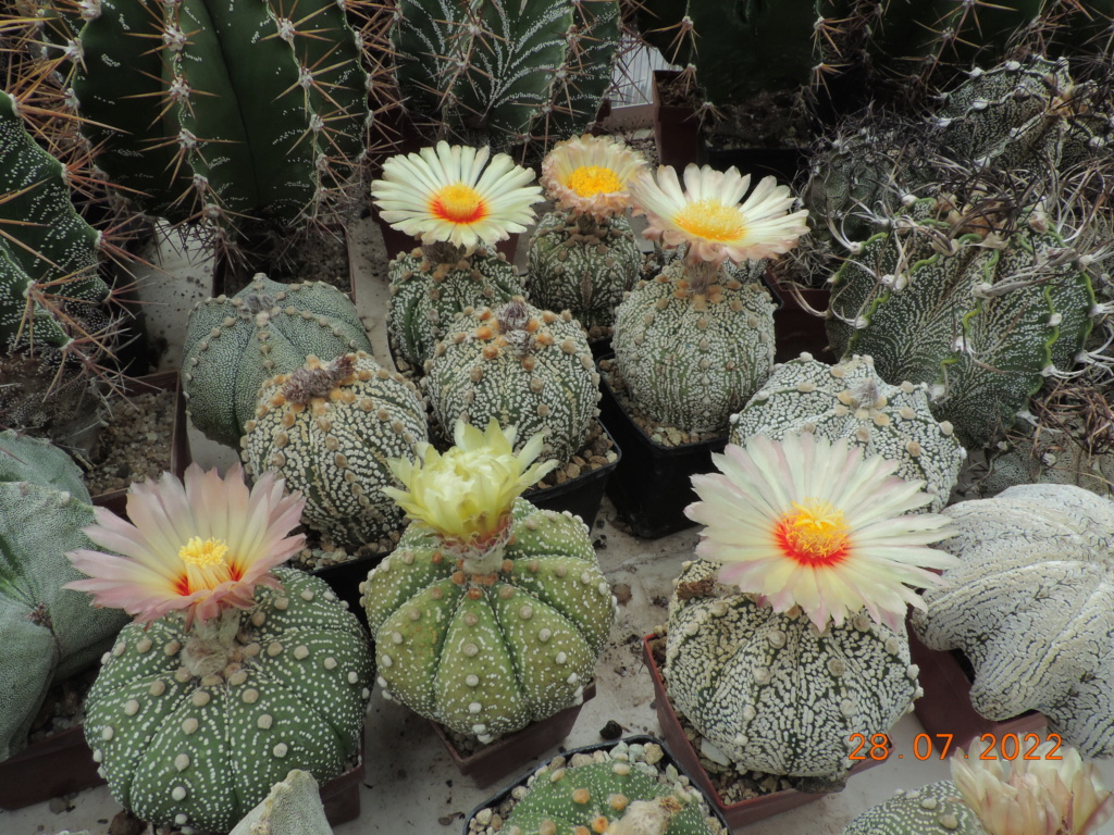 Cacti and Sukkulent in Köln, every day new flowers in the greenhouse Part 278 Bild9640