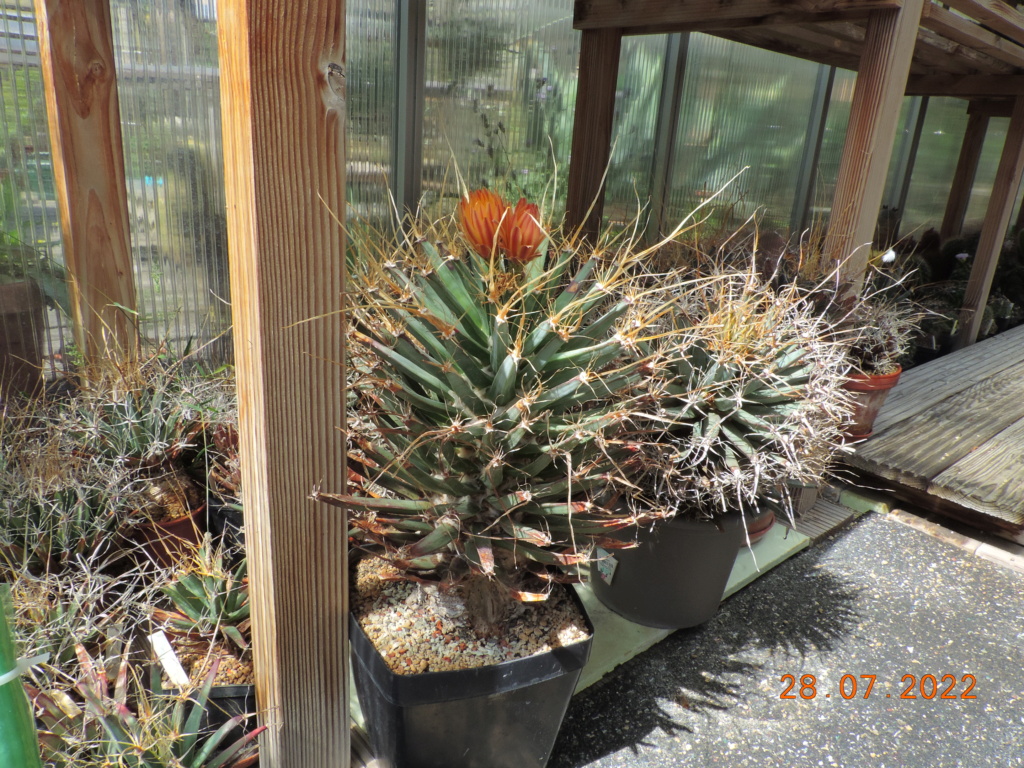 Cacti and Sukkulent in Köln, every day new flowers in the greenhouse Part 278 Bild9648
