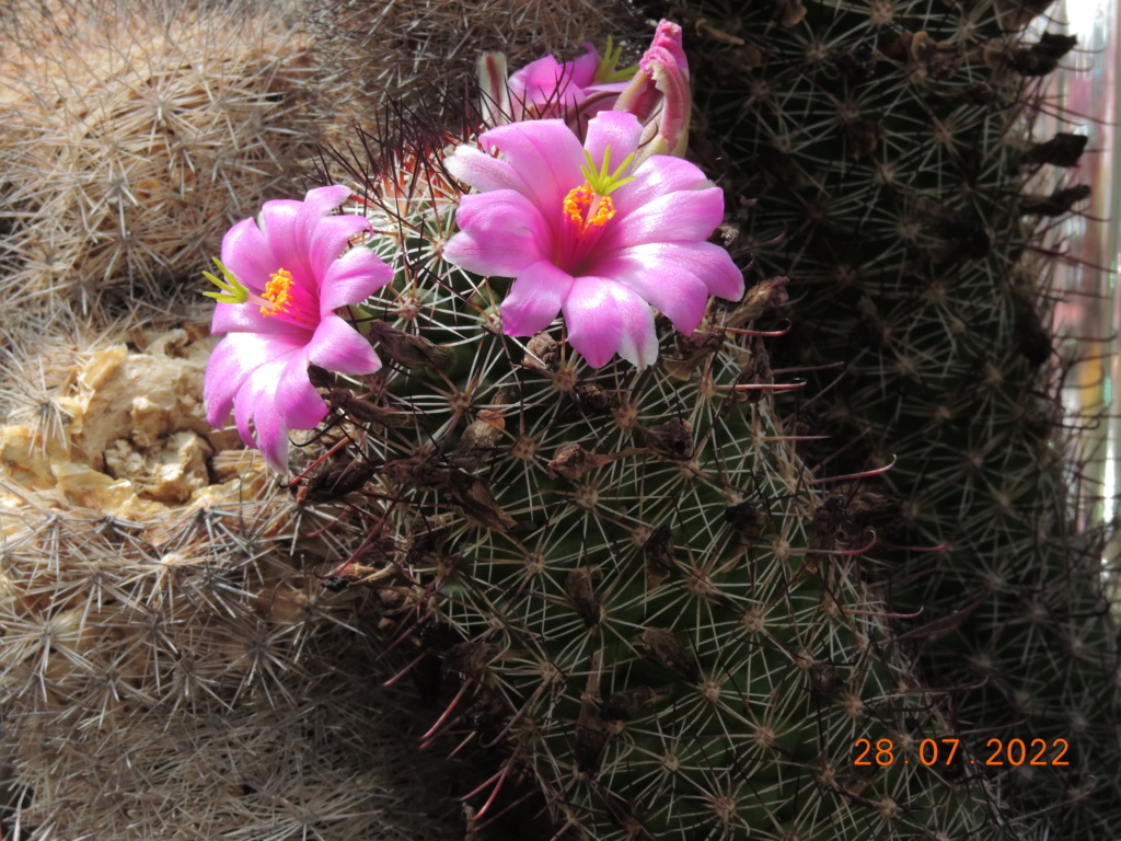Cacti and Sukkulent in Köln, every day new flowers in the greenhouse Part 278 Bild9651