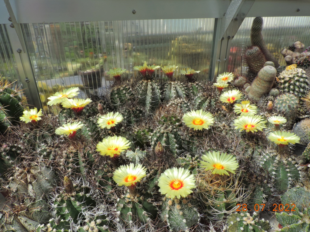 Cacti and Sukkulent in Köln, every day new flowers in the greenhouse Part 278 Bild9652
