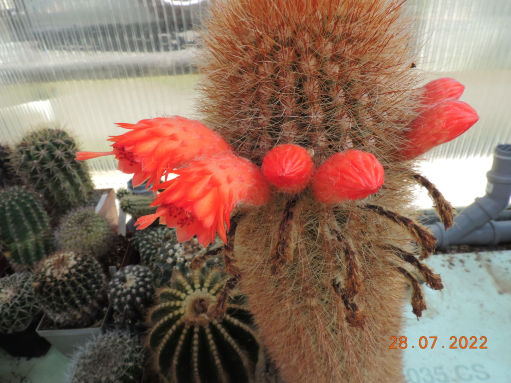 Cacti and Sukkulent in Köln, every day new flowers in the greenhouse Part 278 Bild9653