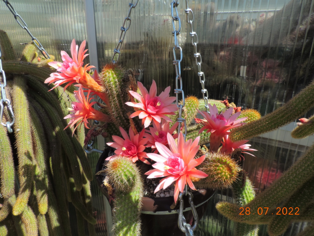 Cacti and Sukkulent in Köln, every day new flowers in the greenhouse Part 278 Bild9656