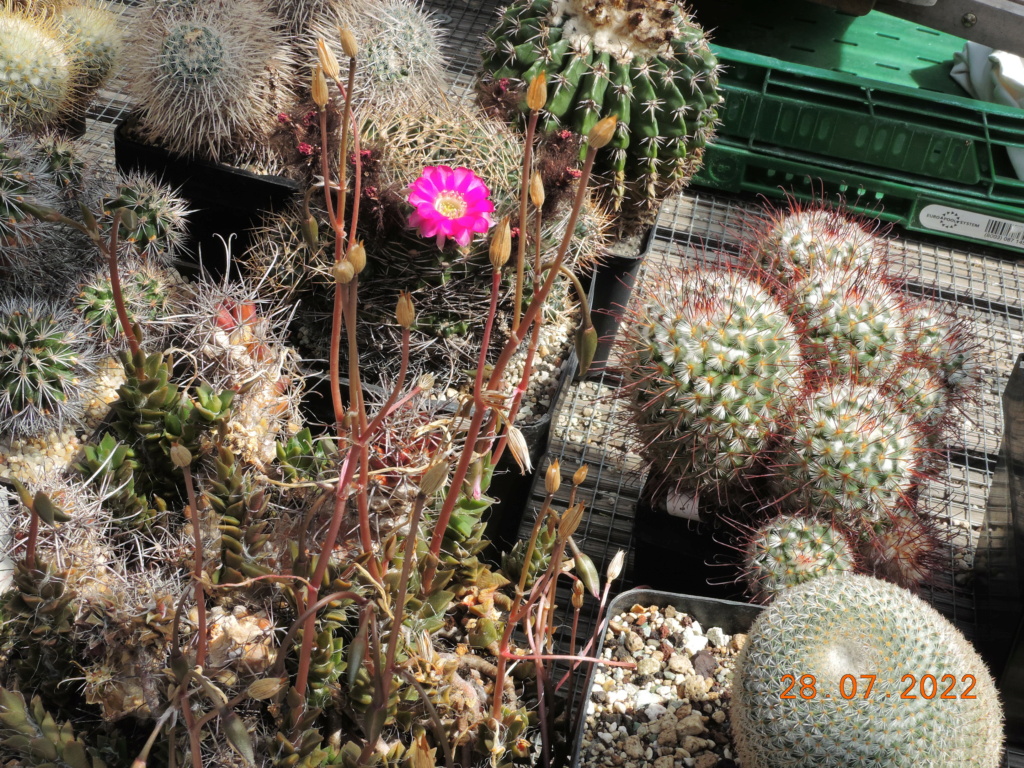 Cacti and Sukkulent in Köln, every day new flowers in the greenhouse Part 278 Bild9657