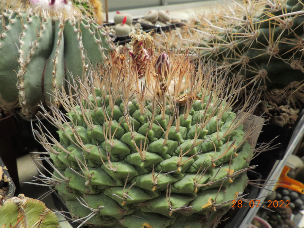 Cacti and Sukkulent in Köln, every day new flowers in the greenhouse Part 278 Bild9658