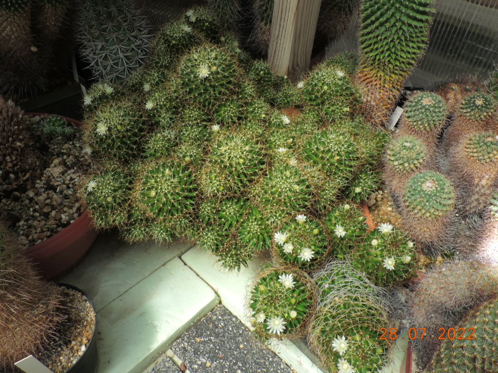 Cacti and Sukkulent in Köln, every day new flowers in the greenhouse Part 278 Bild9659