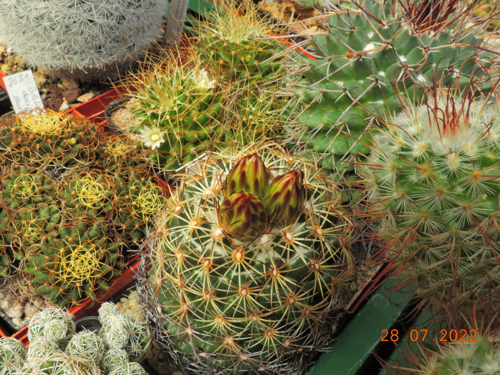 Cacti and Sukkulent in Köln, every day new flowers in the greenhouse Part 278 Bild9661