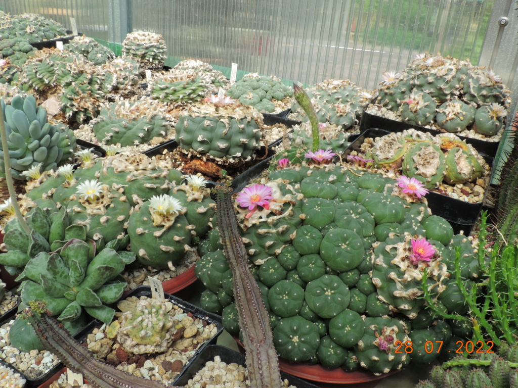 Cacti and Sukkulent in Köln, every day new flowers in the greenhouse Part 278 Bild9662
