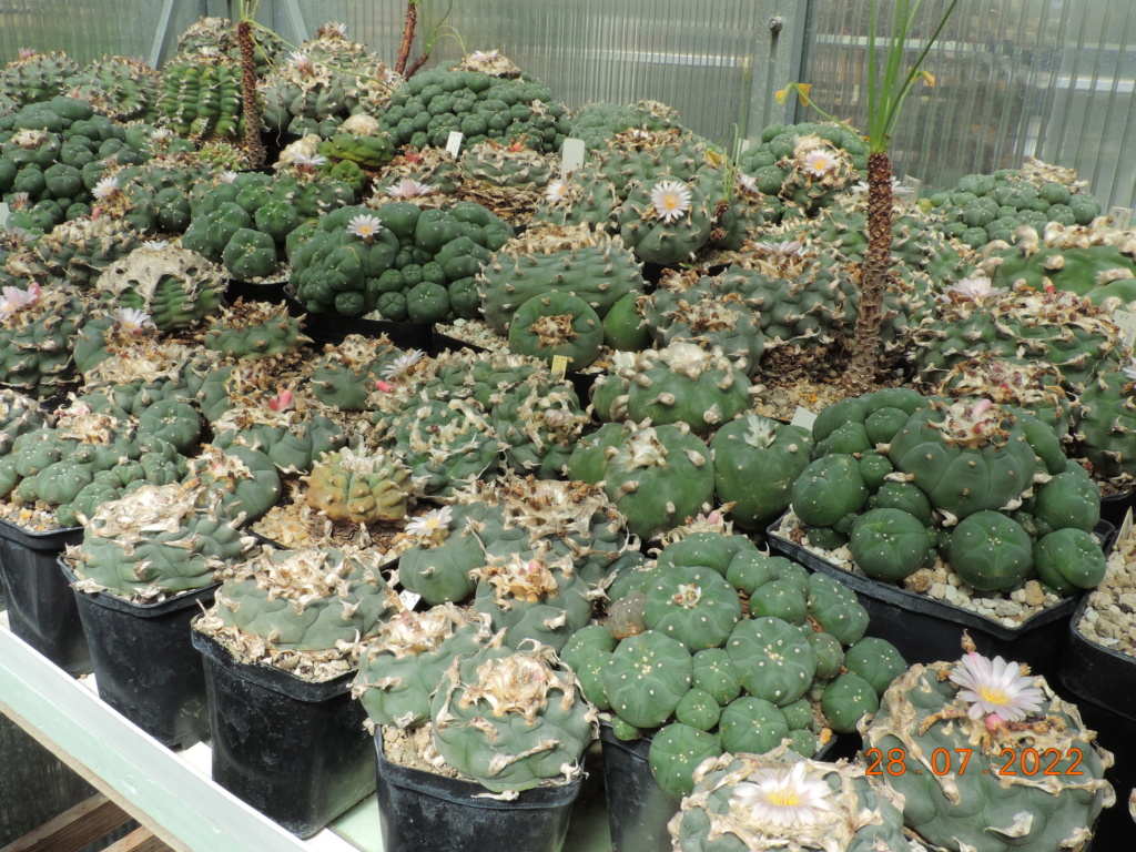 Cacti and Sukkulent in Köln, every day new flowers in the greenhouse Part 278 Bild9663