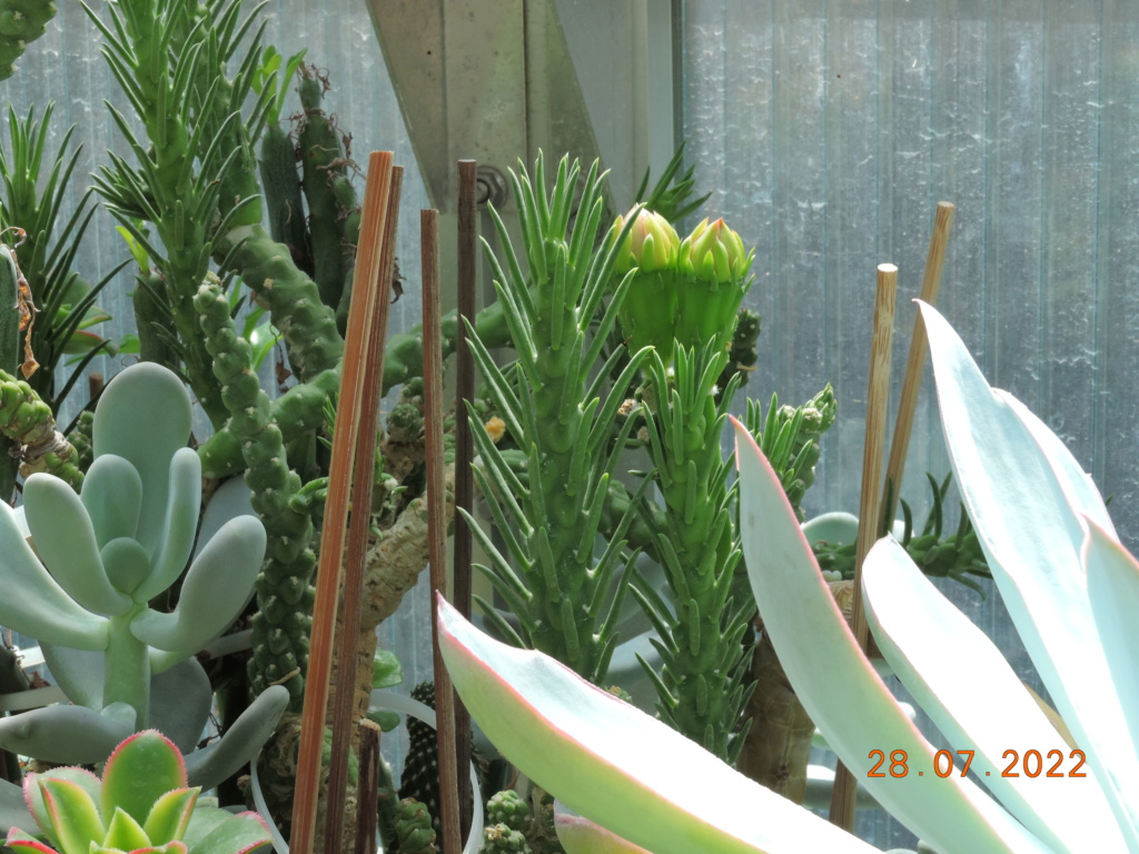Cacti and Sukkulent in Köln, every day new flowers in the greenhouse Part 278 Bild9665