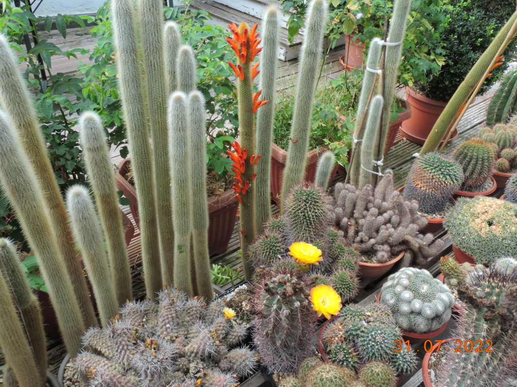 Cacti and Sukkulent in Köln, every day new flowers in the greenhouse Part 278 Bild9667