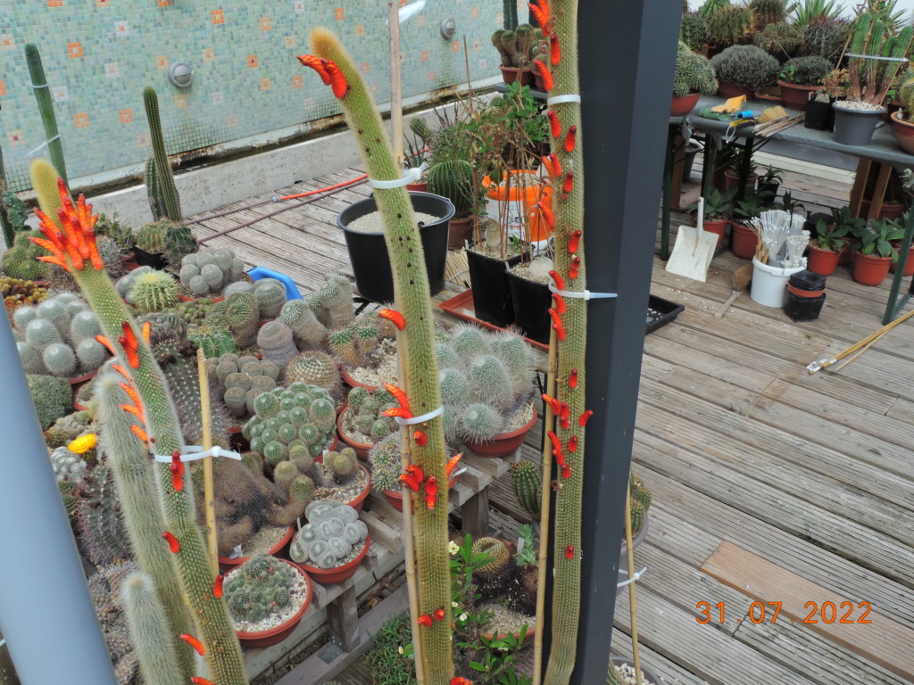 Cacti and Sukkulent in Köln, every day new flowers in the greenhouse Part 278 Bild9668