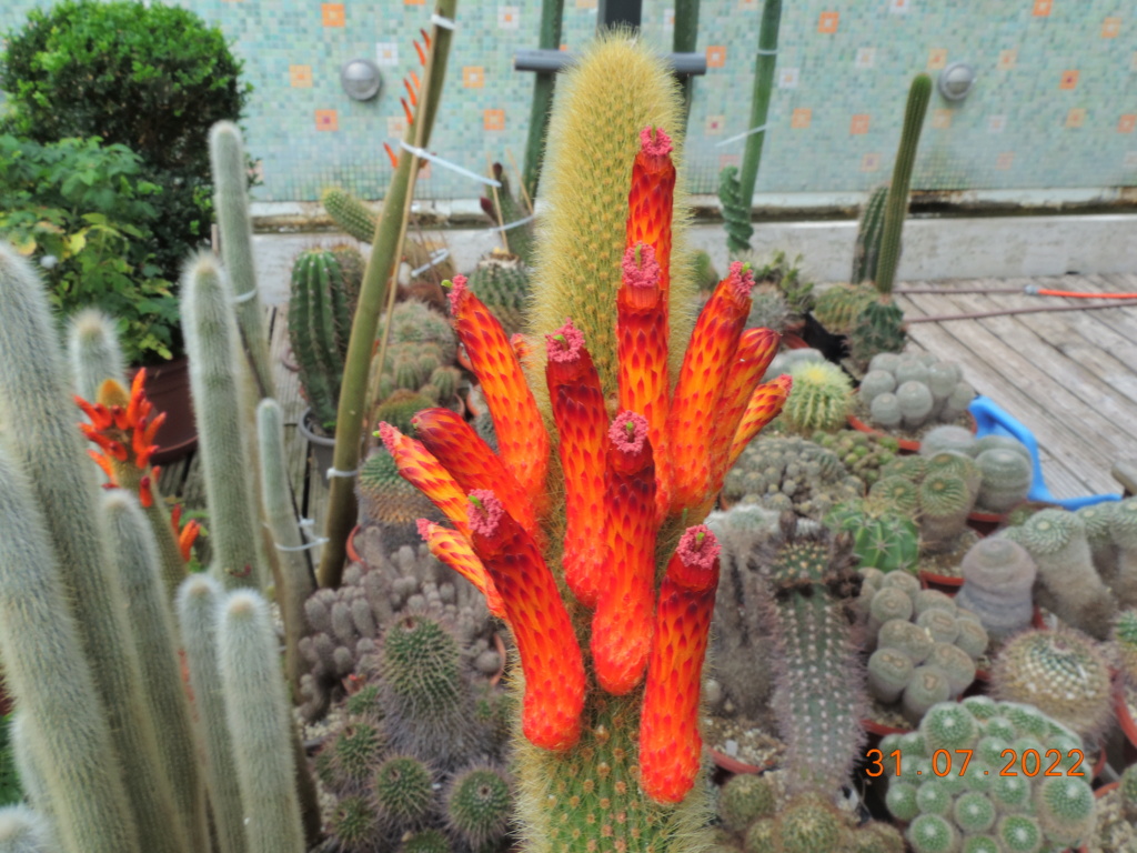 Cacti and Sukkulent in Köln, every day new flowers in the greenhouse Part 278 Bild9669