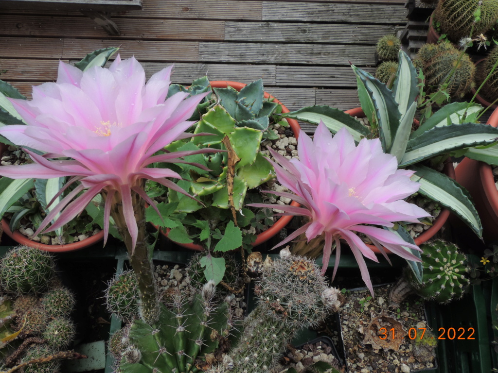 Cacti and Sukkulent in Köln, every day new flowers in the greenhouse Part 278 Bild9670