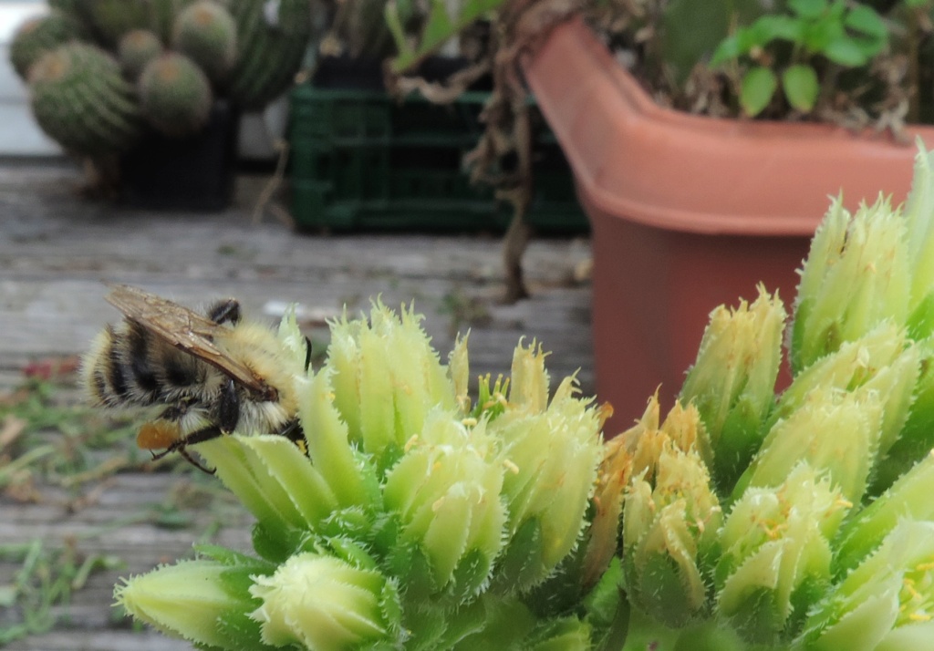 Cacti and Sukkulent in Köln, every day new flowers in the greenhouse Part 278 Bild9673