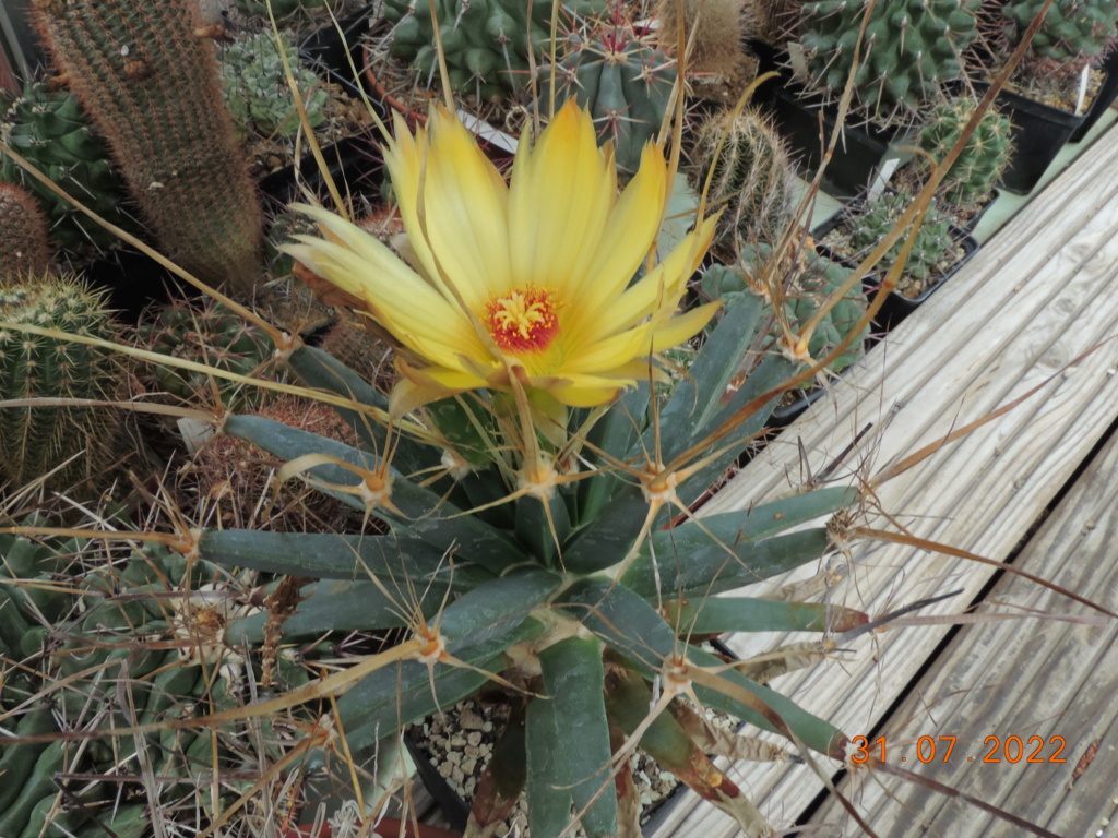Cacti and Sukkulent in Köln, every day new flowers in the greenhouse Part 278 Bild9675