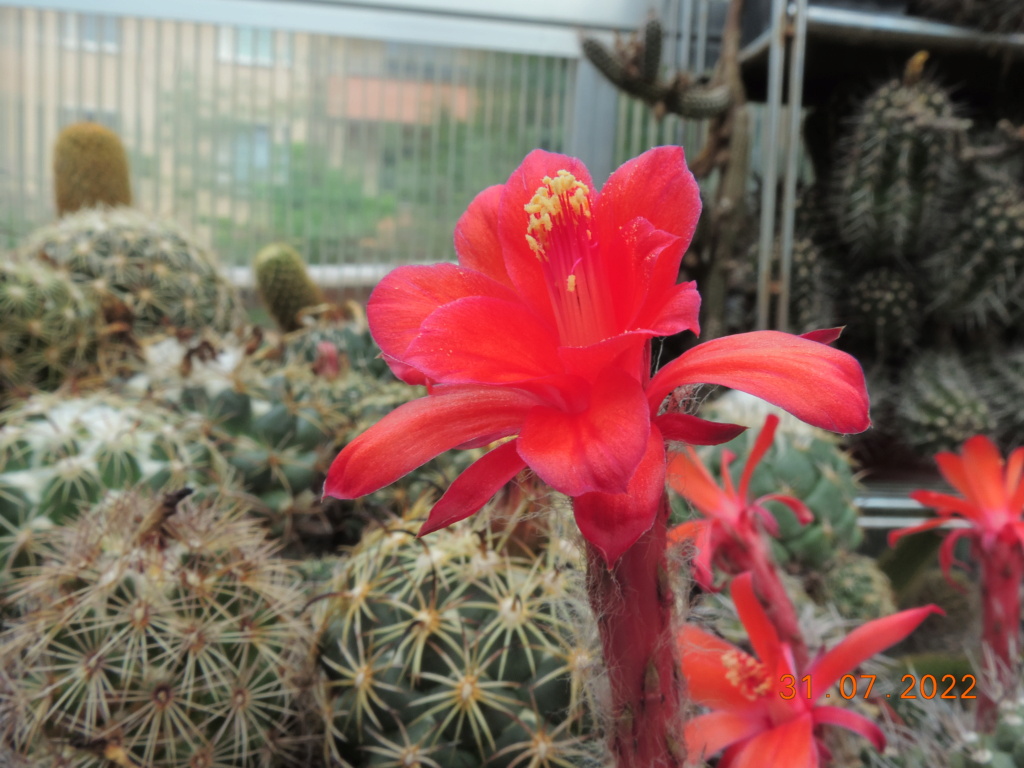 Cacti and Sukkulent in Köln, every day new flowers in the greenhouse Part 278 Bild9676