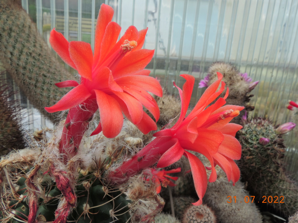 Cacti and Sukkulent in Köln, every day new flowers in the greenhouse Part 278 Bild9677