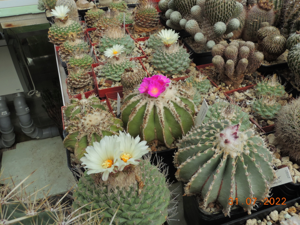 Cacti and Sukkulent in Köln, every day new flowers in the greenhouse Part 278 Bild9681