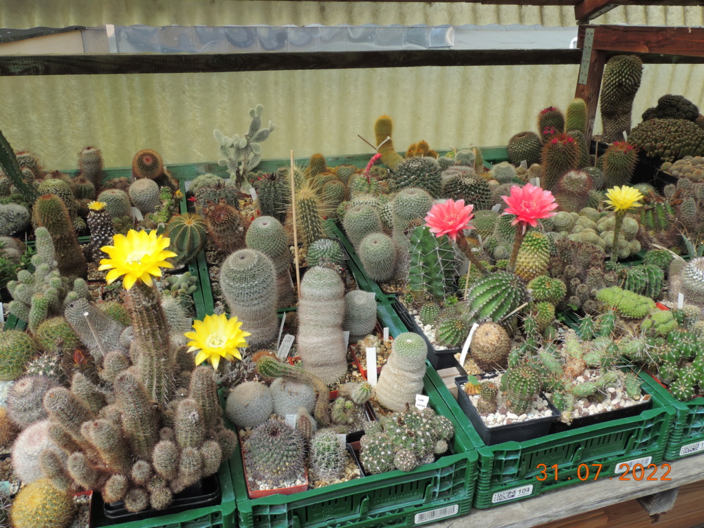 Cacti and Sukkulent in Köln, every day new flowers in the greenhouse Part 278 Bild9682
