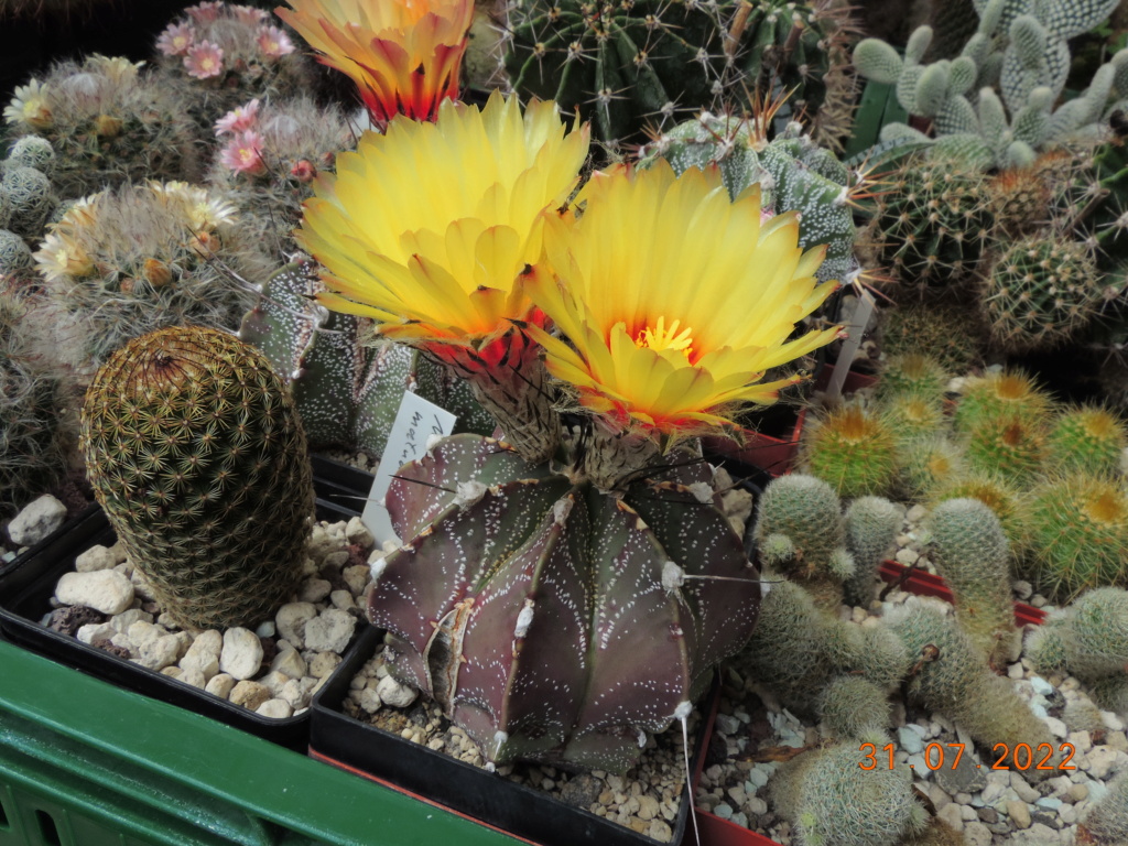 Cacti and Sukkulent in Köln, every day new flowers in the greenhouse Part 278 Bild9683