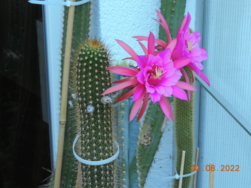 Cacti and Sukkulent in Köln, every day new flowers in the greenhouse Part 279 Bild9685