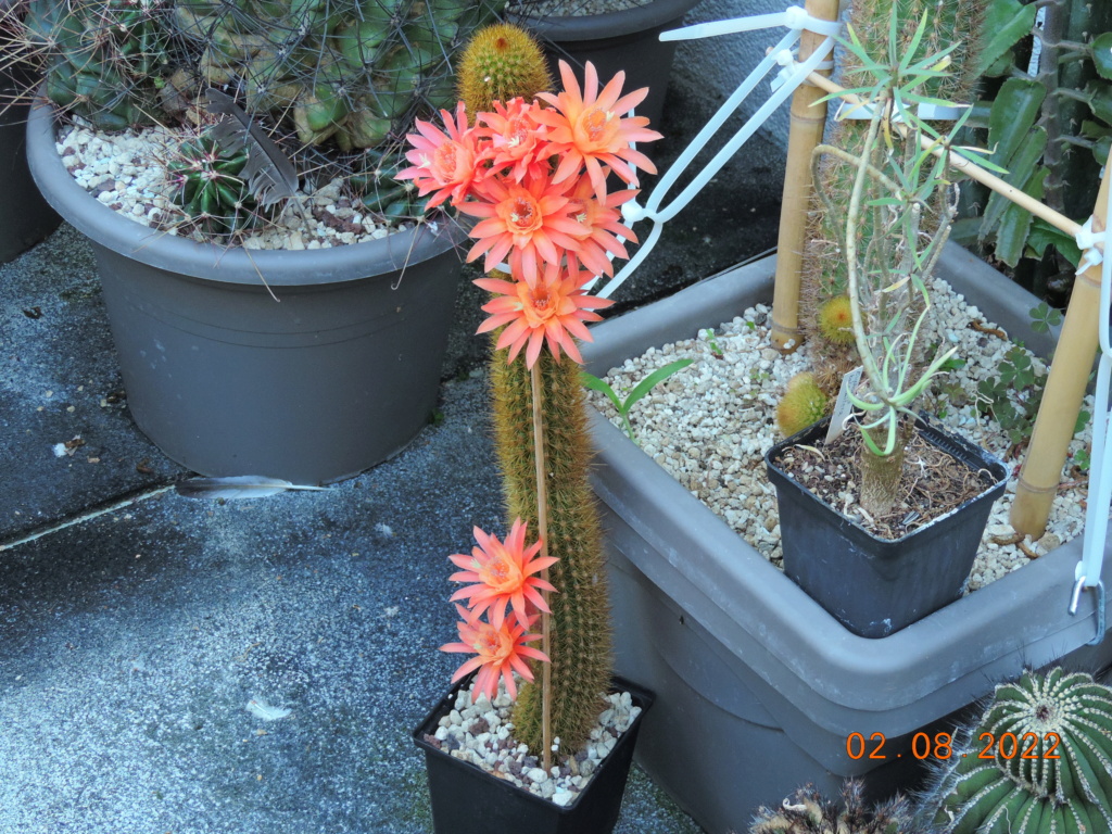 Cacti and Sukkulent in Köln, every day new flowers in the greenhouse Part 279 Bild9686