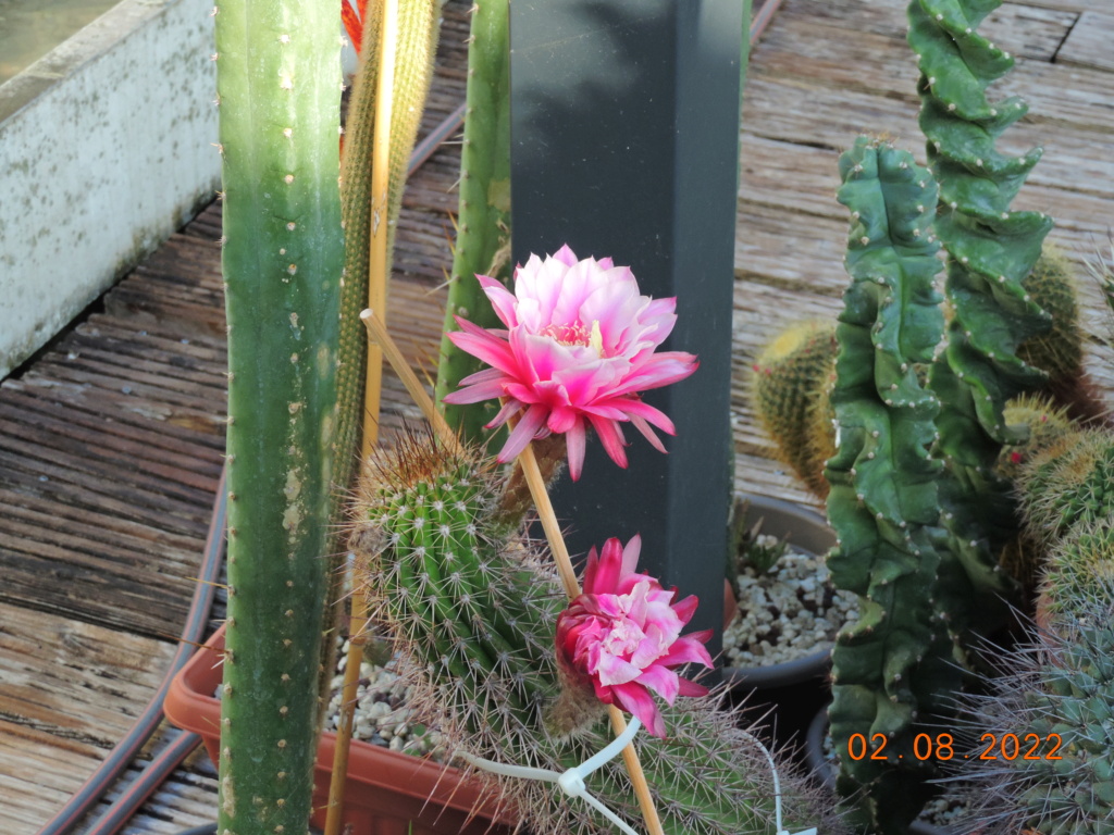 Cacti and Sukkulent in Köln, every day new flowers in the greenhouse Part 279 Bild9687