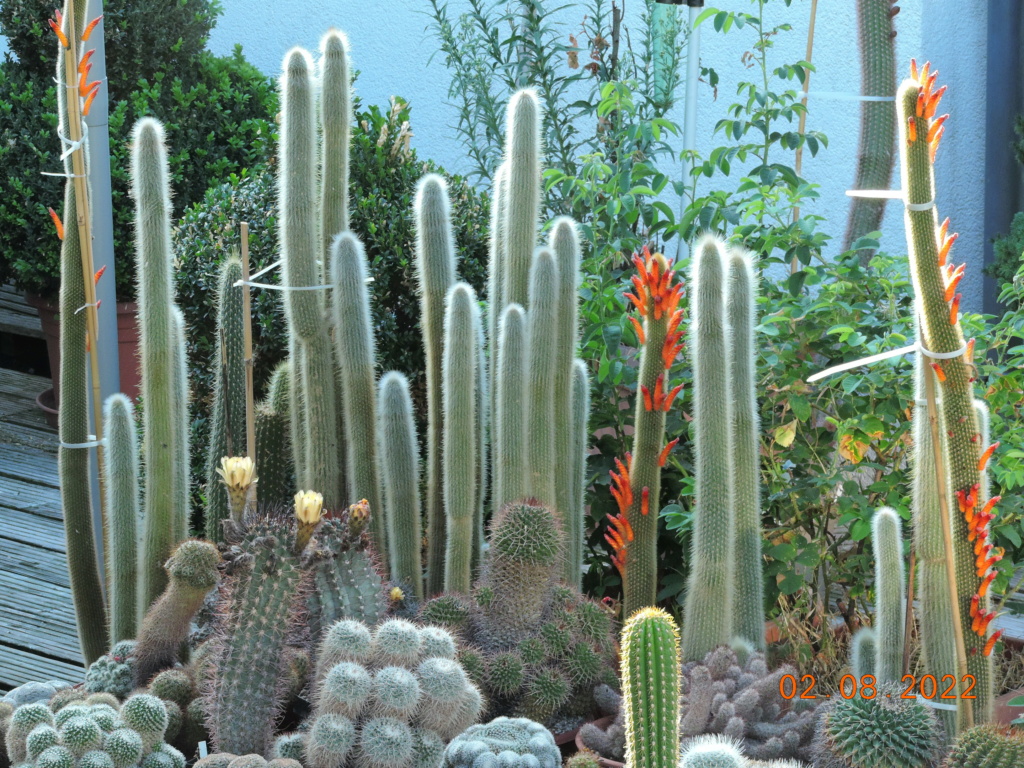 Cacti and Sukkulent in Köln, every day new flowers in the greenhouse Part 279 Bild9690