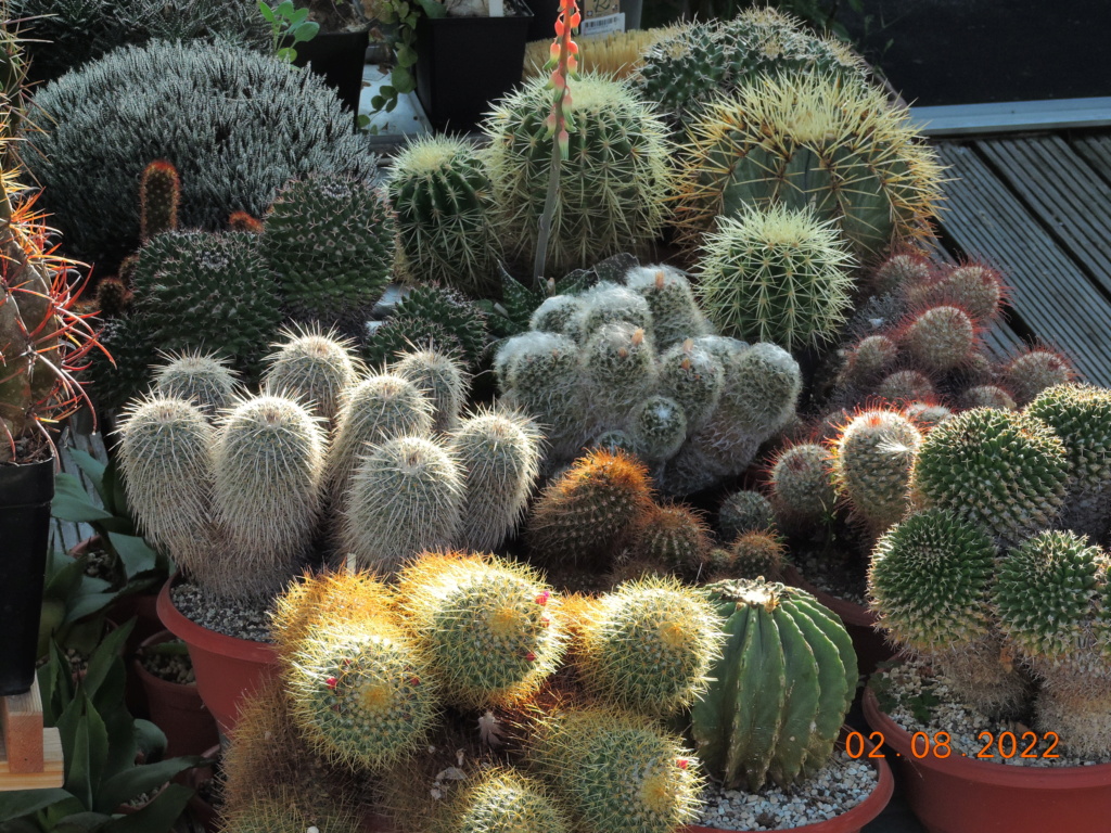 Cacti and Sukkulent in Köln, every day new flowers in the greenhouse Part 279 Bild9691