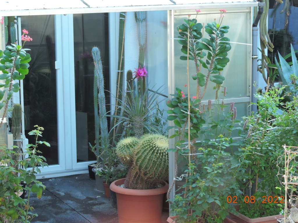 Cacti and Sukkulent in Köln, every day new flowers in the greenhouse Part 279 Bild9692