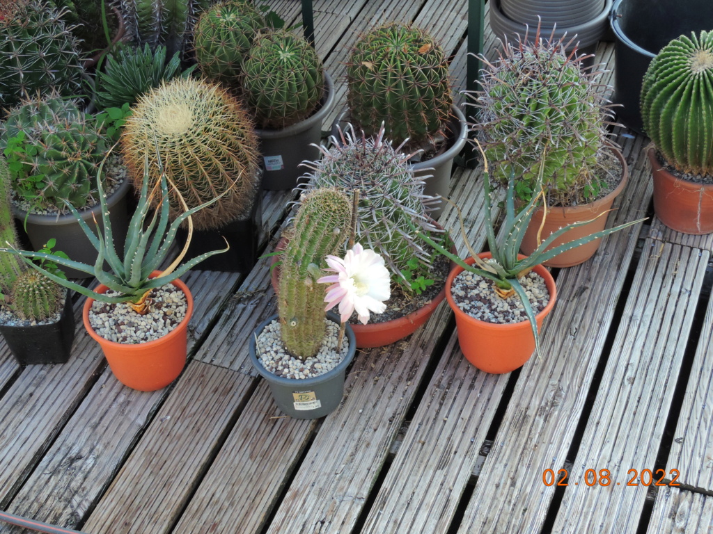 Cacti and Sukkulent in Köln, every day new flowers in the greenhouse Part 279 Bild9693