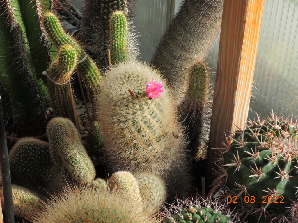 Cacti and Sukkulent in Köln, every day new flowers in the greenhouse Part 279 Bild9696