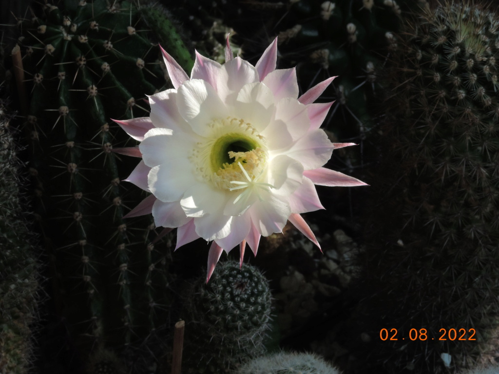 Cacti and Sukkulent in Köln, every day new flowers in the greenhouse Part 279 Bild9697