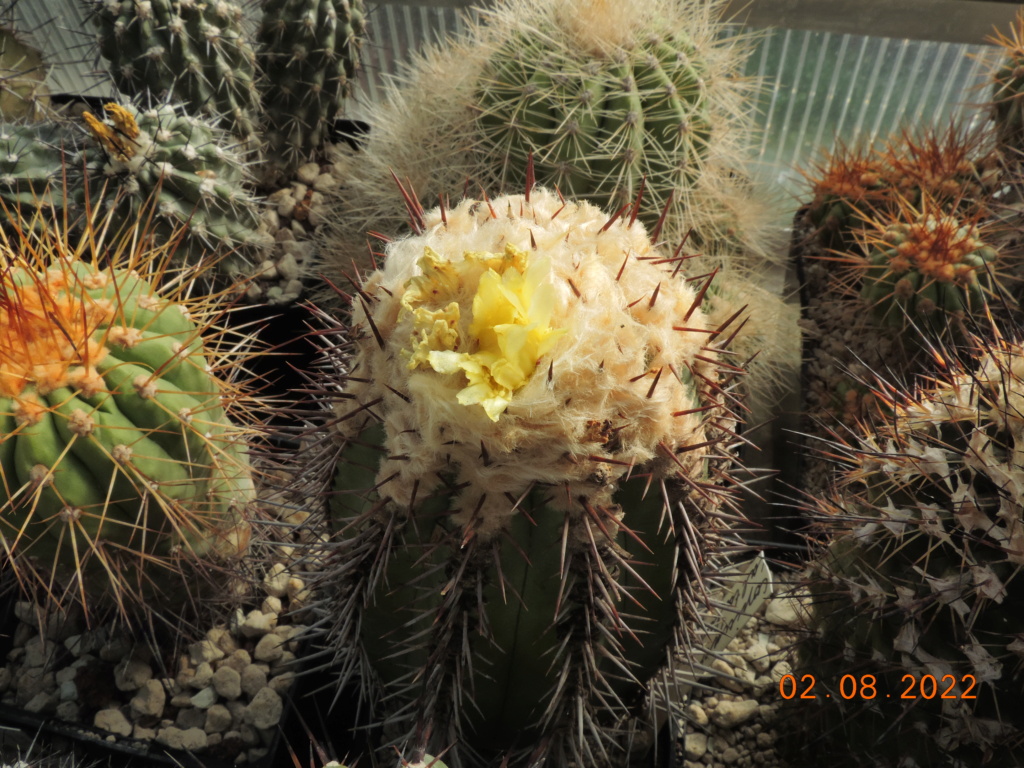 Cacti and Sukkulent in Köln, every day new flowers in the greenhouse Part 279 Bild9699