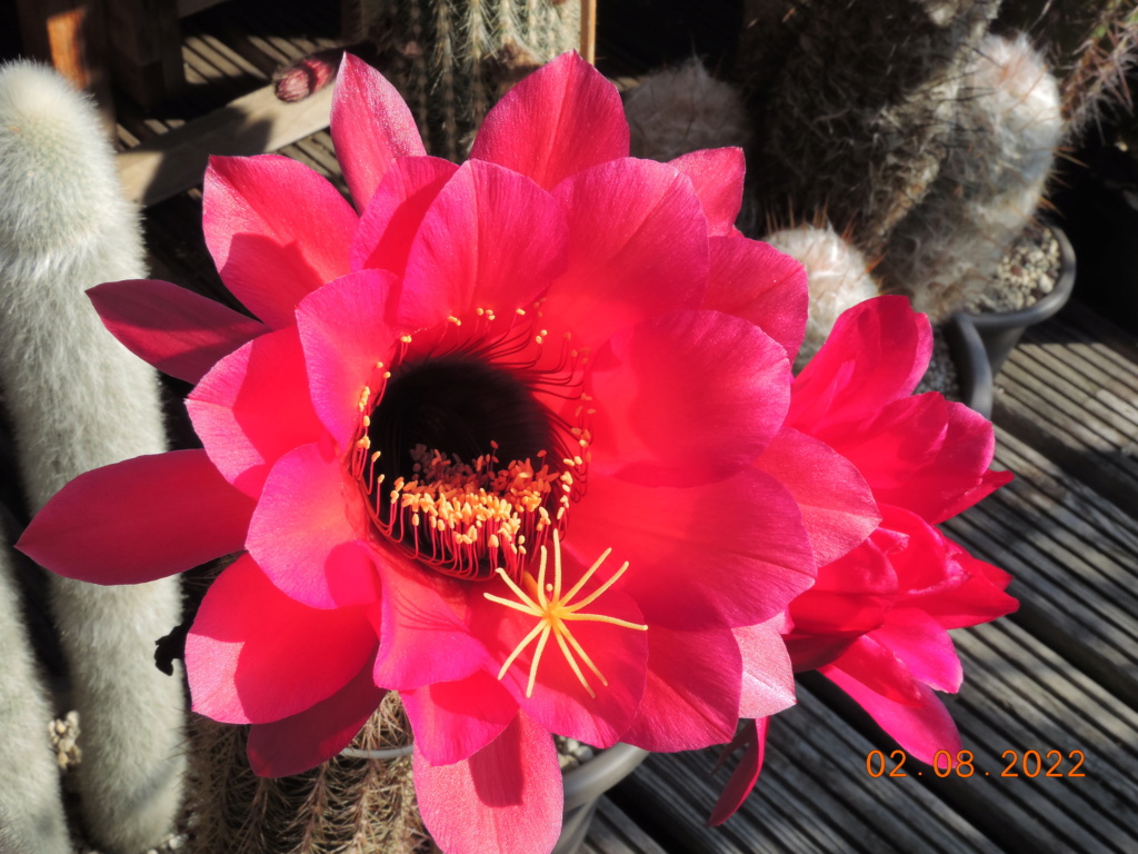 Cacti and Sukkulent in Köln, every day new flowers in the greenhouse Part 279 Bild9701
