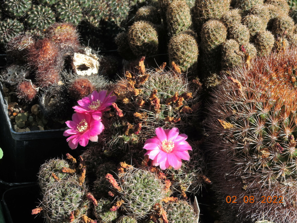 Cacti and Sukkulent in Köln, every day new flowers in the greenhouse Part 279 Bild9702