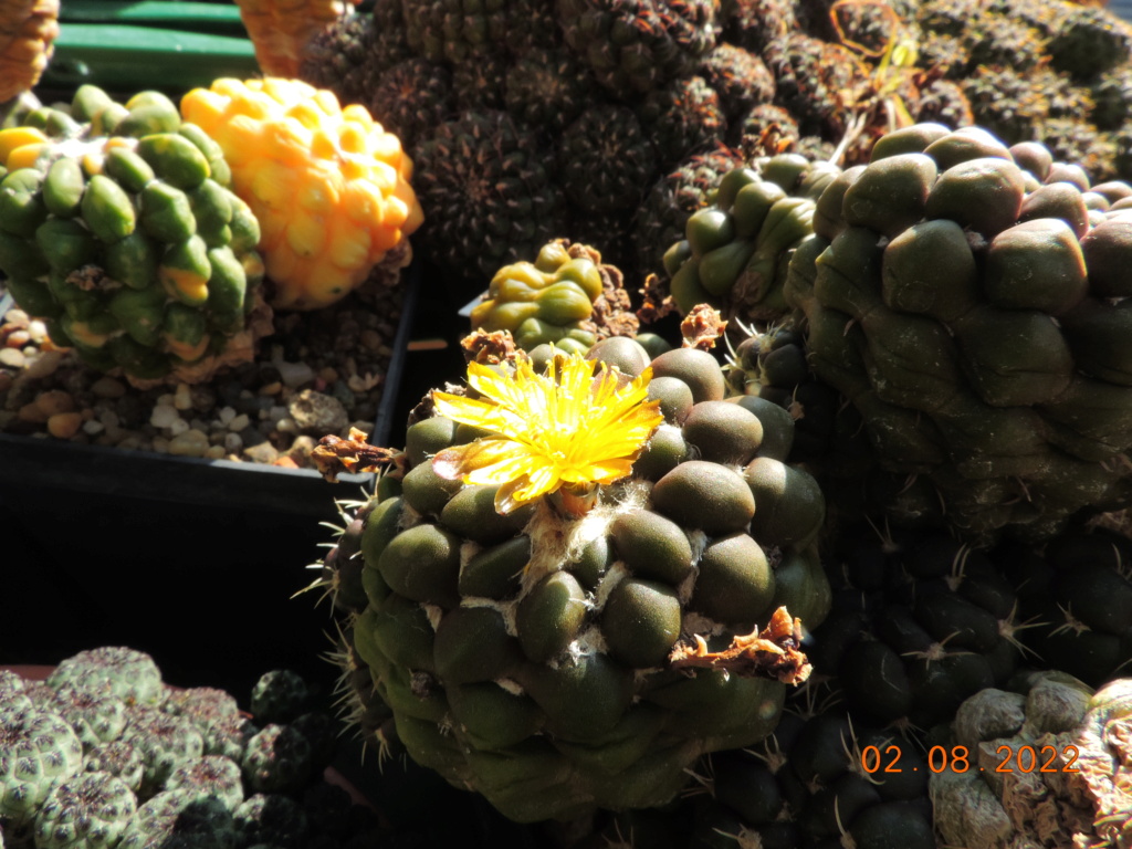 Cacti and Sukkulent in Köln, every day new flowers in the greenhouse Part 279 Bild9709