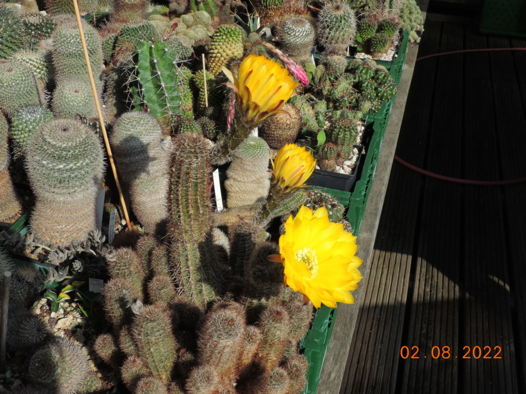 Cacti and Sukkulent in Köln, every day new flowers in the greenhouse Part 279 Bild9713