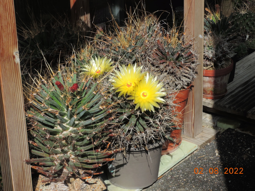 Cacti and Sukkulent in Köln, every day new flowers in the greenhouse Part 279 Bild9717