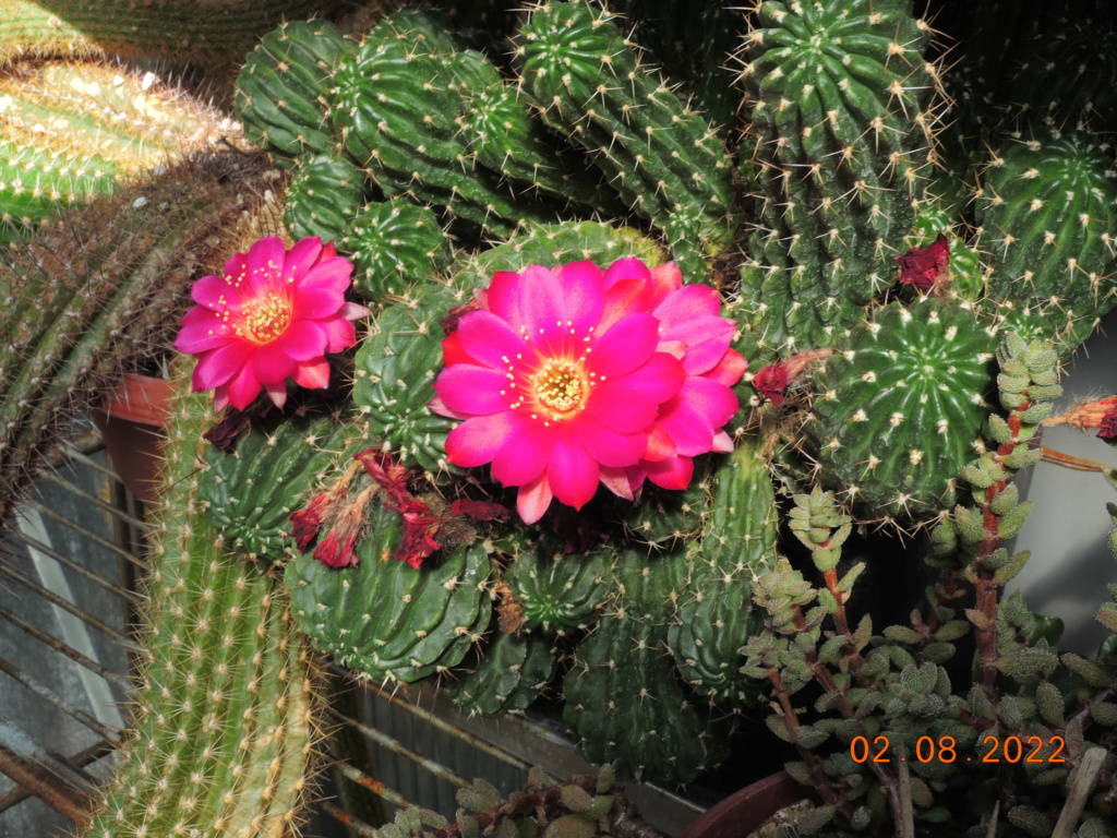 Cacti and Sukkulent in Köln, every day new flowers in the greenhouse Part 279 Bild9719