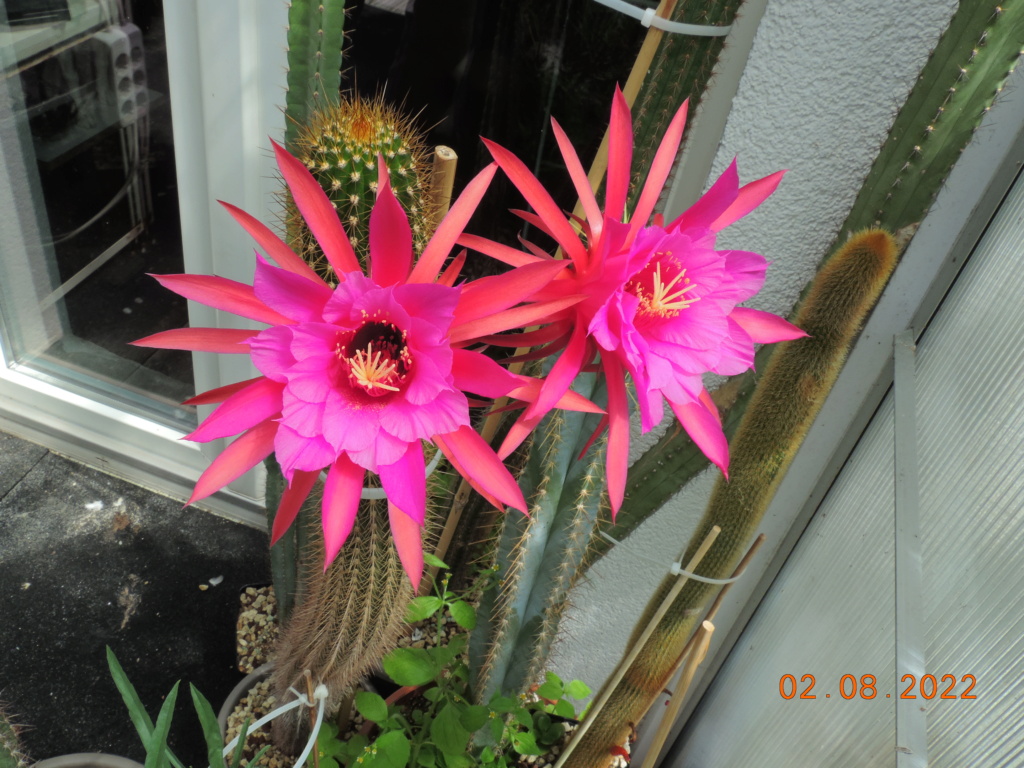 Cacti and Sukkulent in Köln, every day new flowers in the greenhouse Part 279 Bild9720