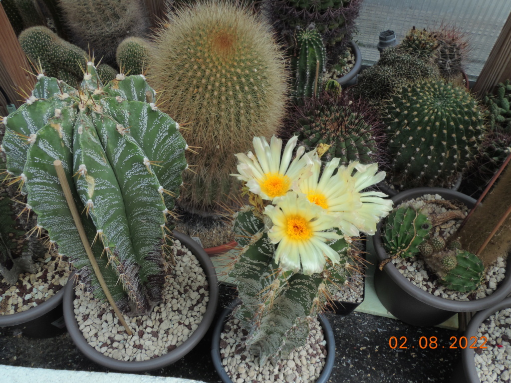Cacti and Sukkulent in Köln, every day new flowers in the greenhouse Part 279 Bild9722